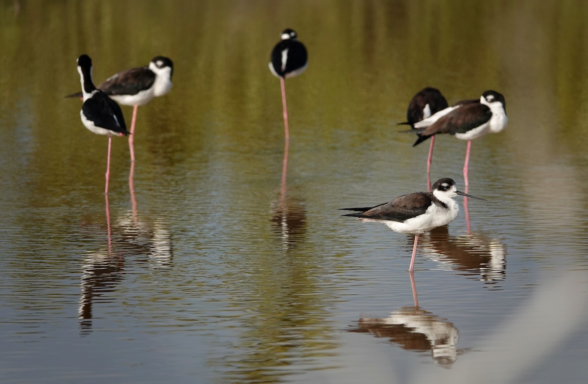 Black-necked Stilt (Black-necked) - ML647158413