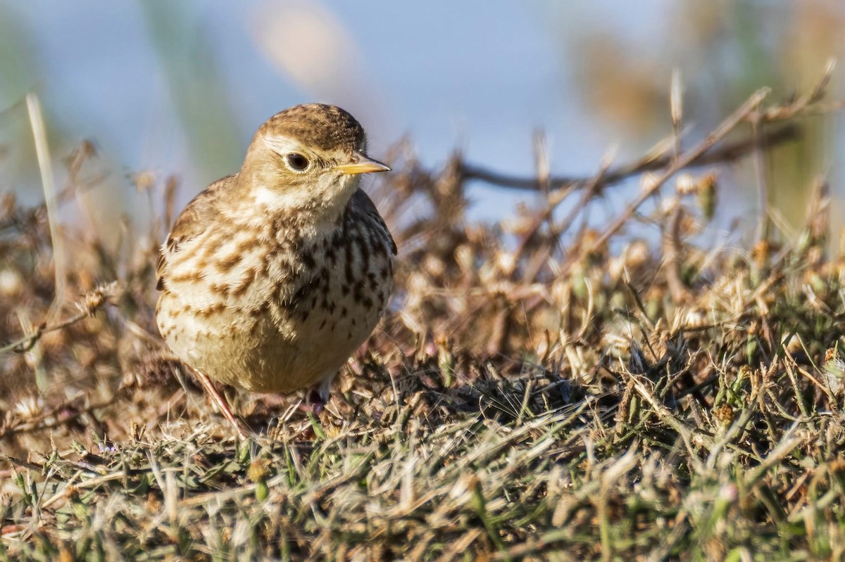 American Pipit - ML647158418