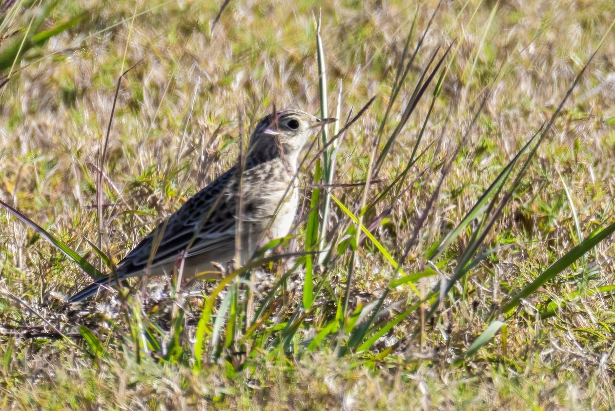 Sprague's Pipit - ML647158426