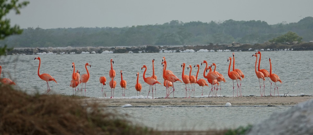 American Flamingo - ML647158430