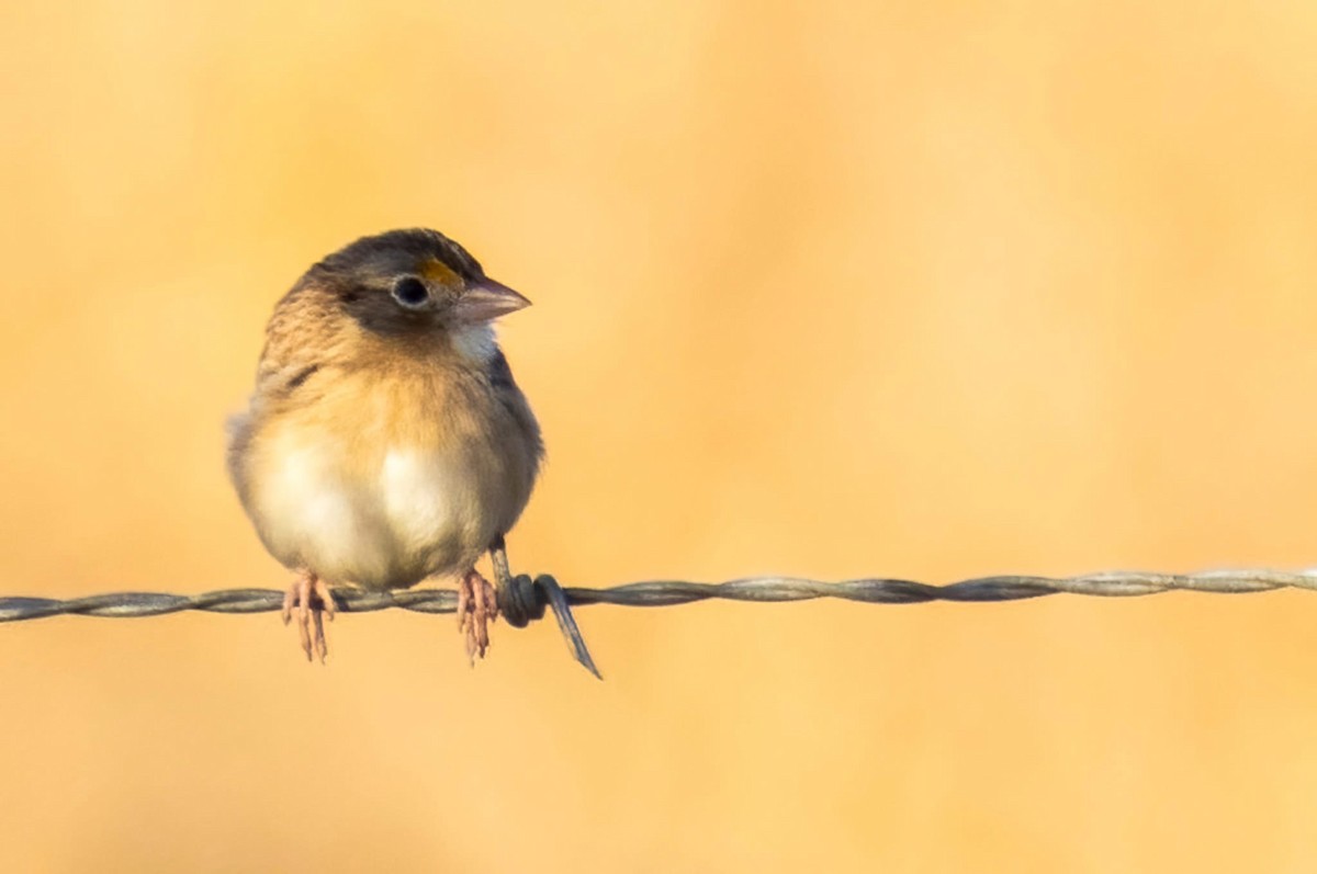 Grasshopper Sparrow - ML647158436