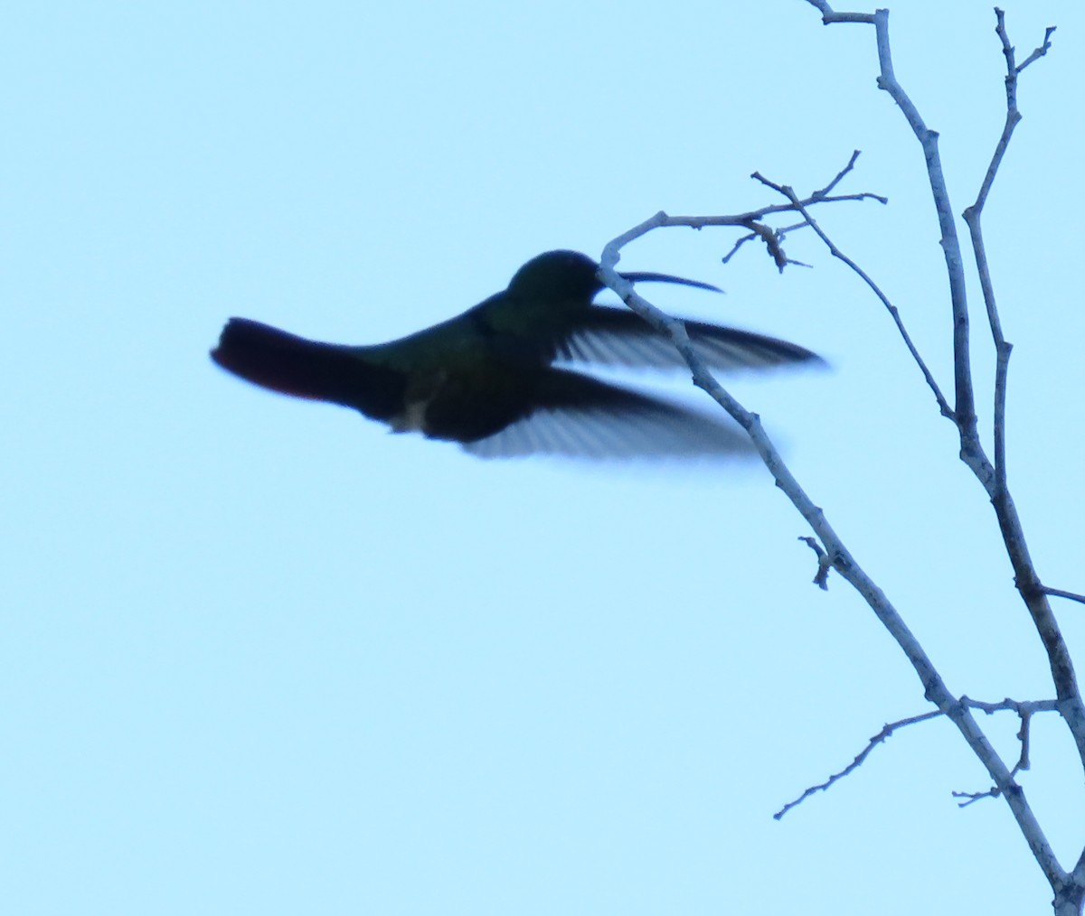 Green-breasted Mango - ML647158454