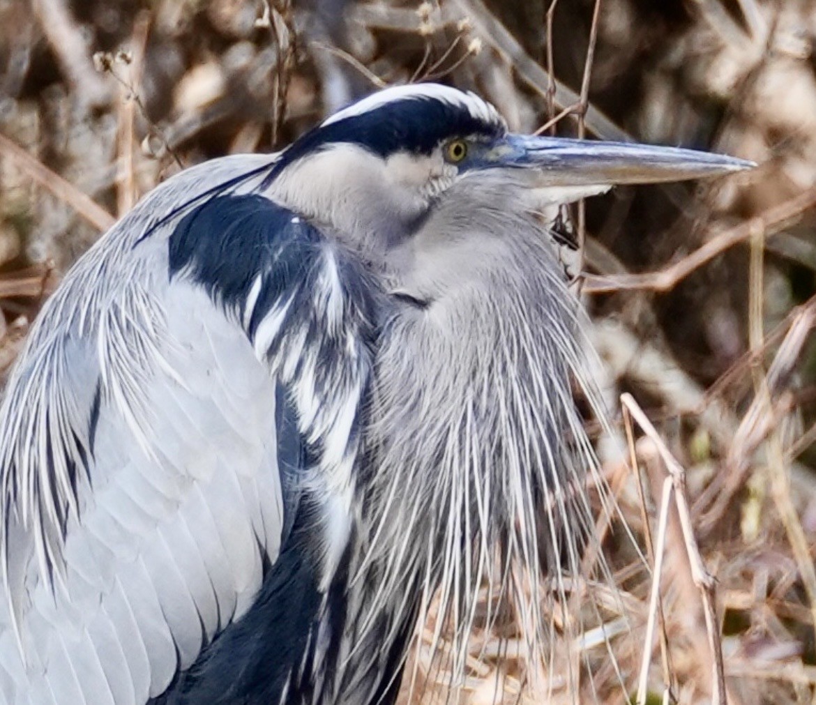 Garza Azulada - ML647158456