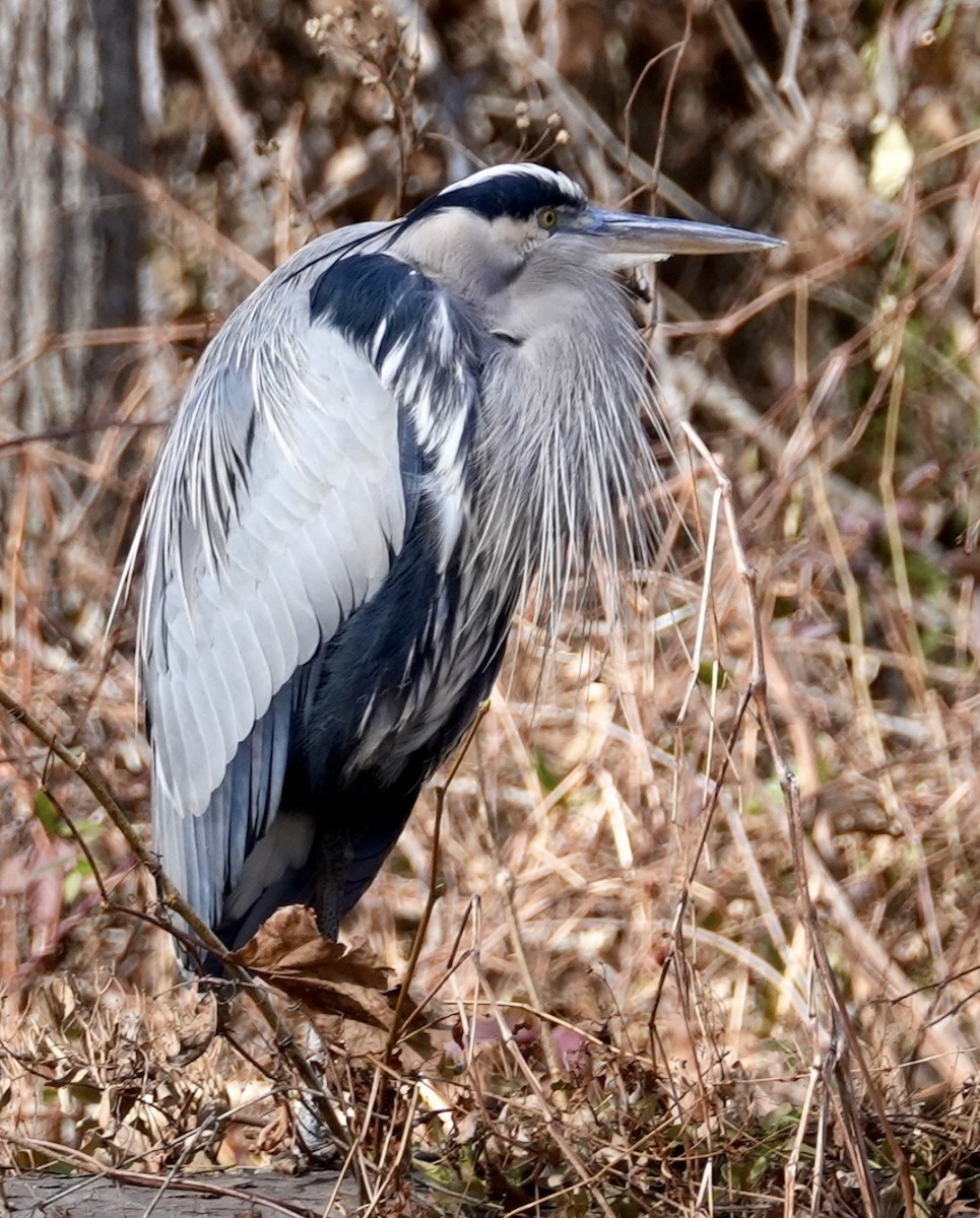 Garza Azulada - ML647158457