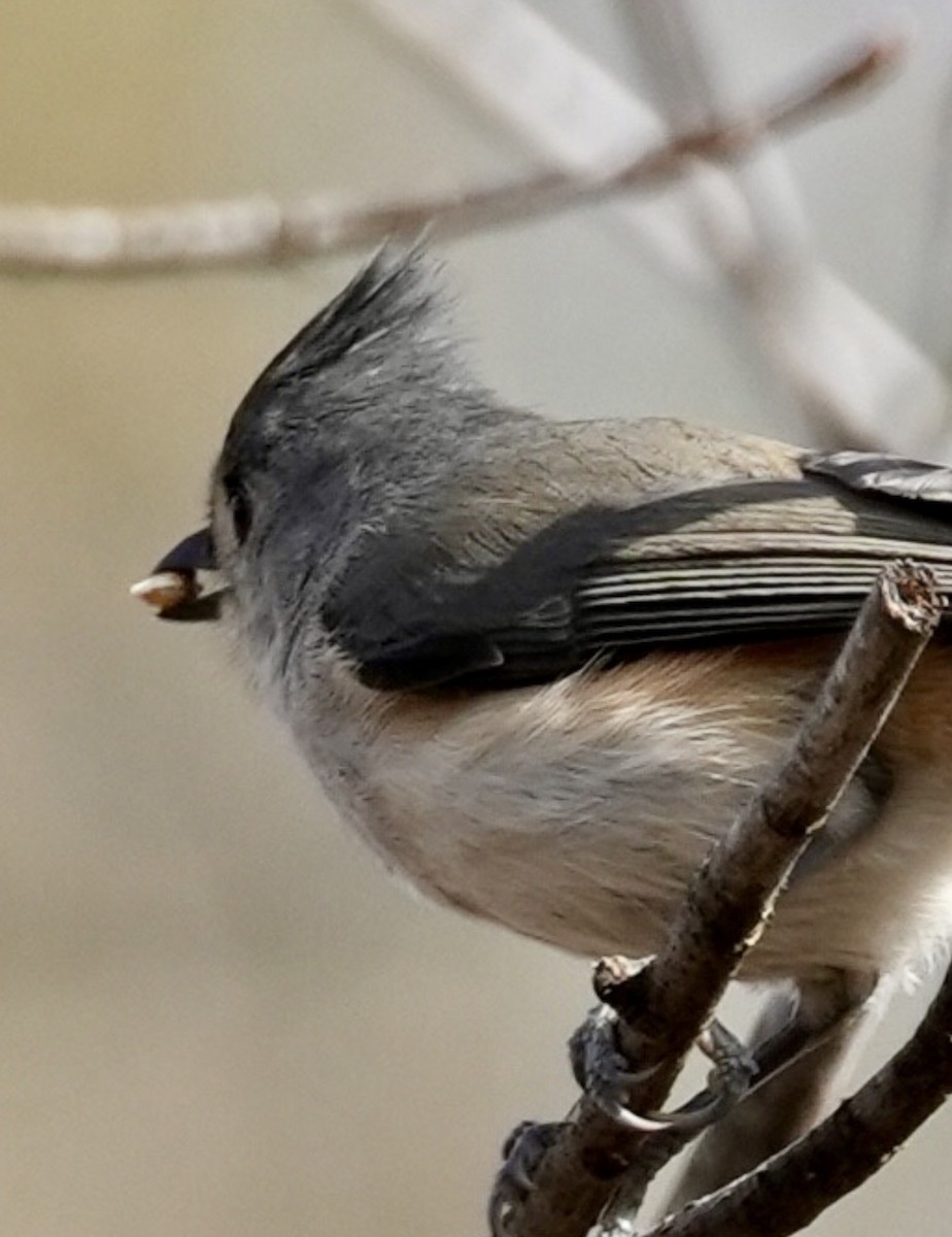 Tufted Titmouse - ML647158461