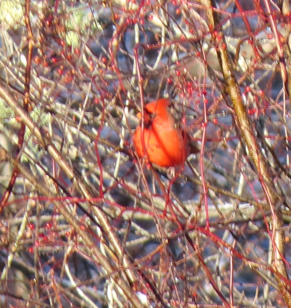 Northern Cardinal - ML647158464