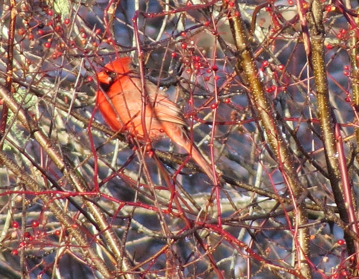 Northern Cardinal - ML647158472