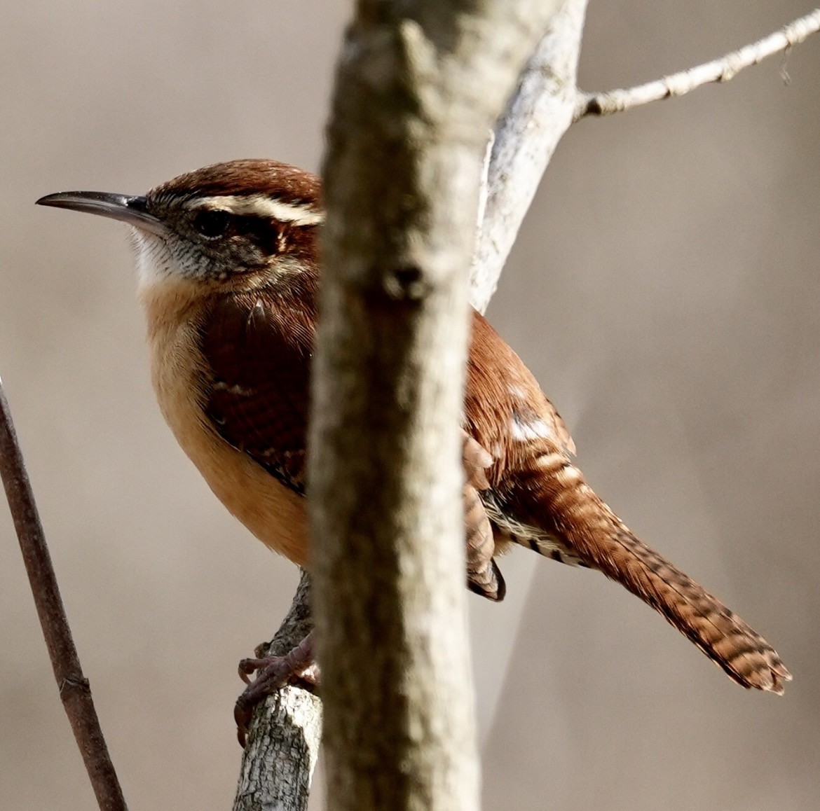 Carolina Wren - ML647158473