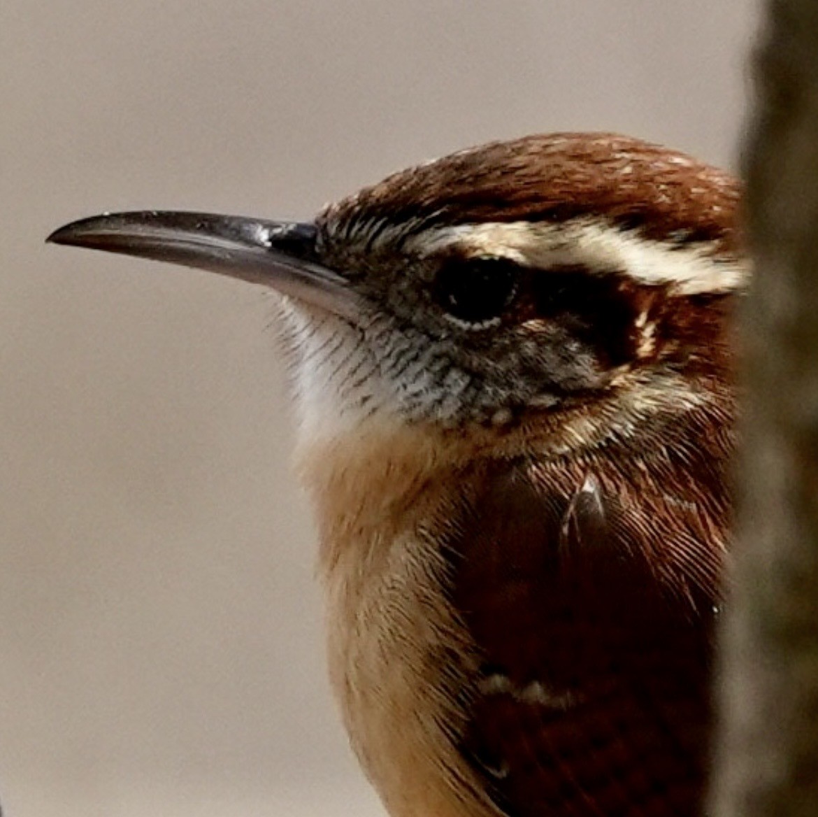 Carolina Wren - ML647158474