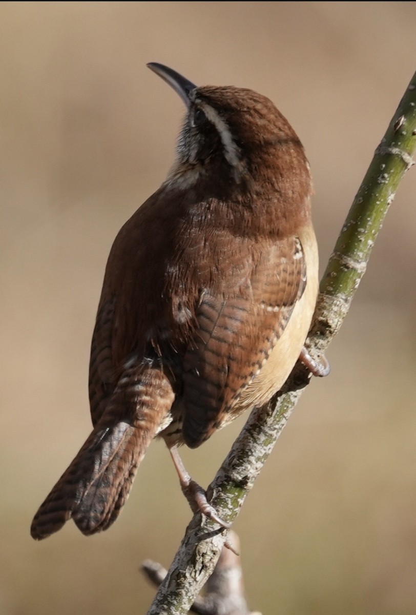 Carolina Wren - ML647158475