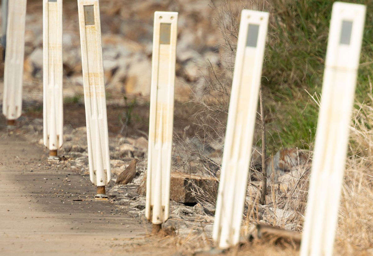 Перепілка бура - ML647158478