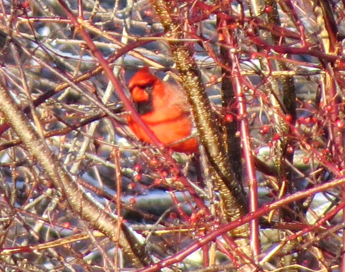 Northern Cardinal - ML647158480