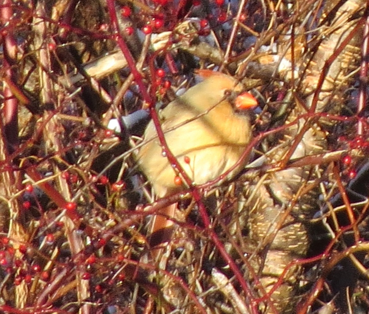 Northern Cardinal - ML647158481