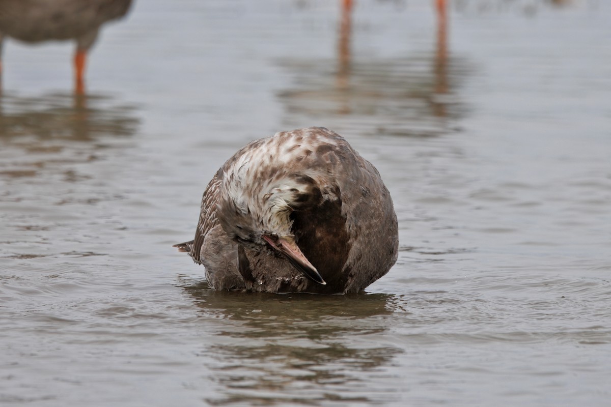 שחף בלתי-מזוהה - ML647158482