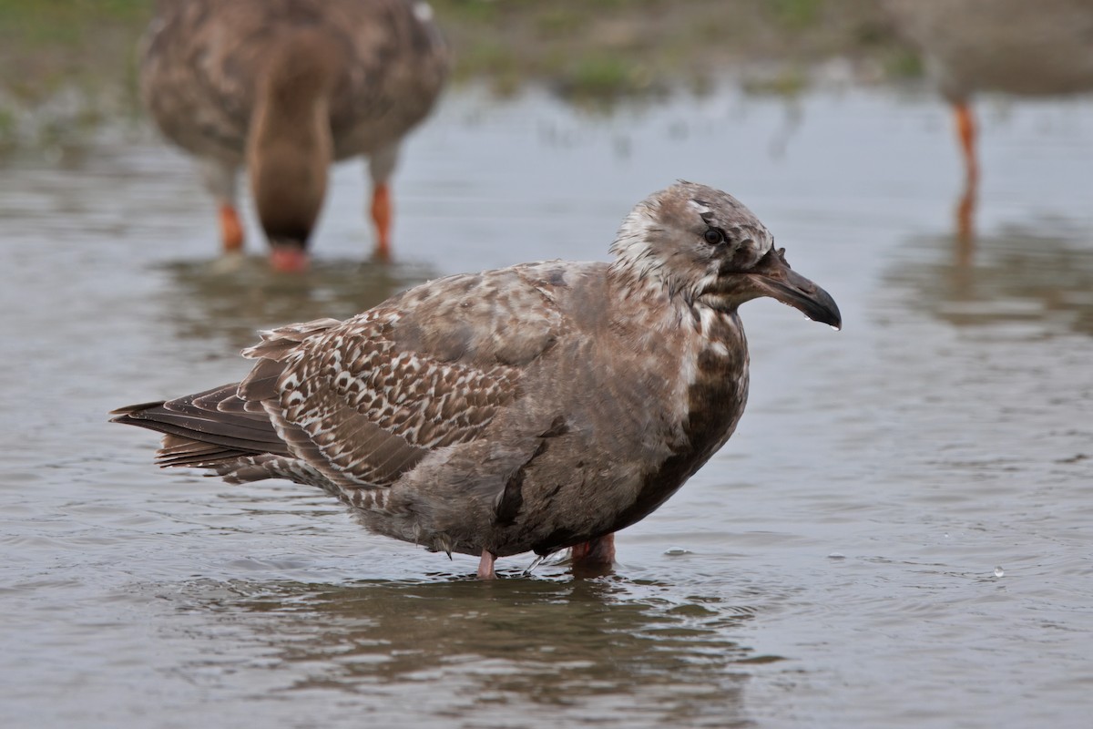 שחף בלתי-מזוהה - ML647158483