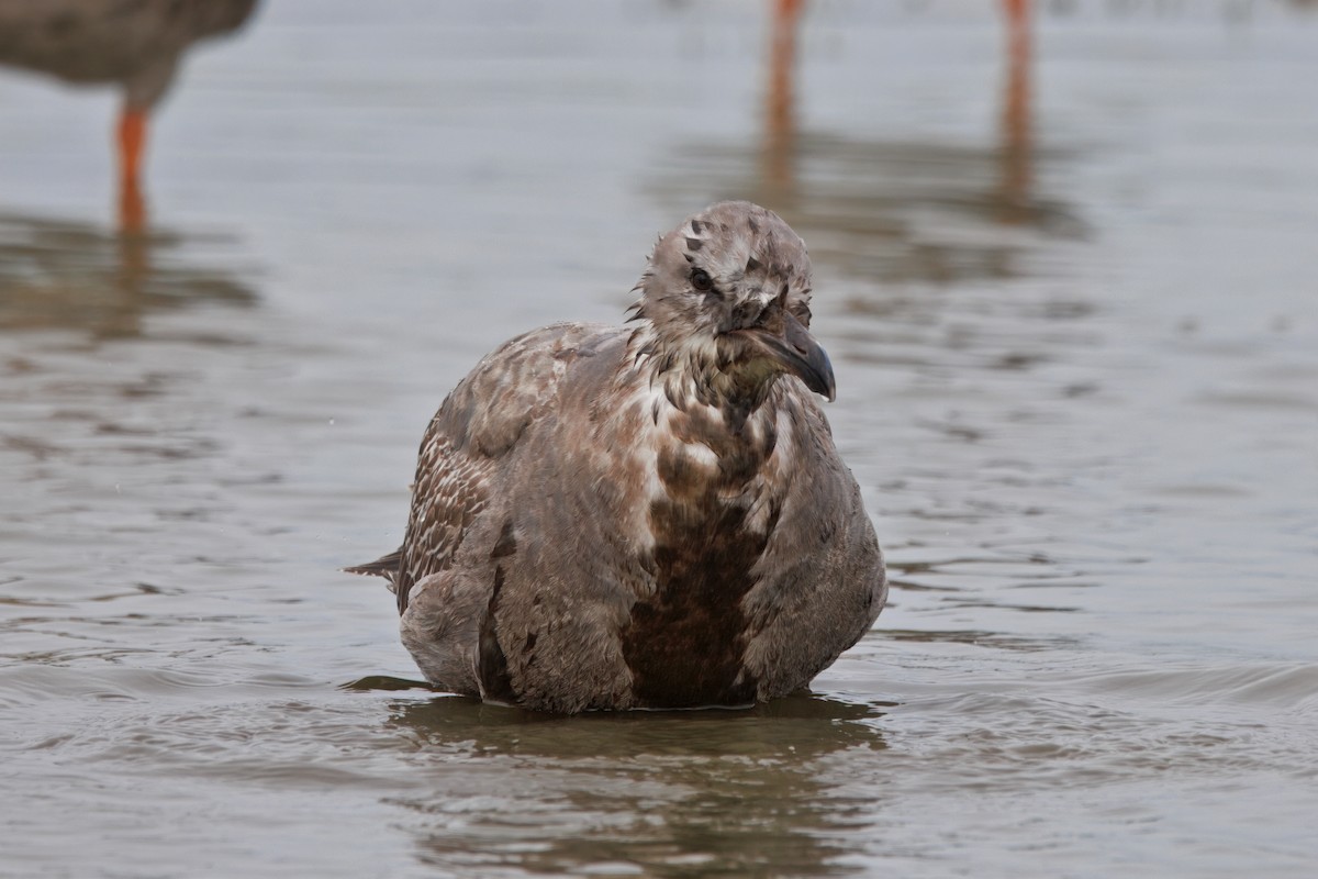 שחף בלתי-מזוהה - ML647158484