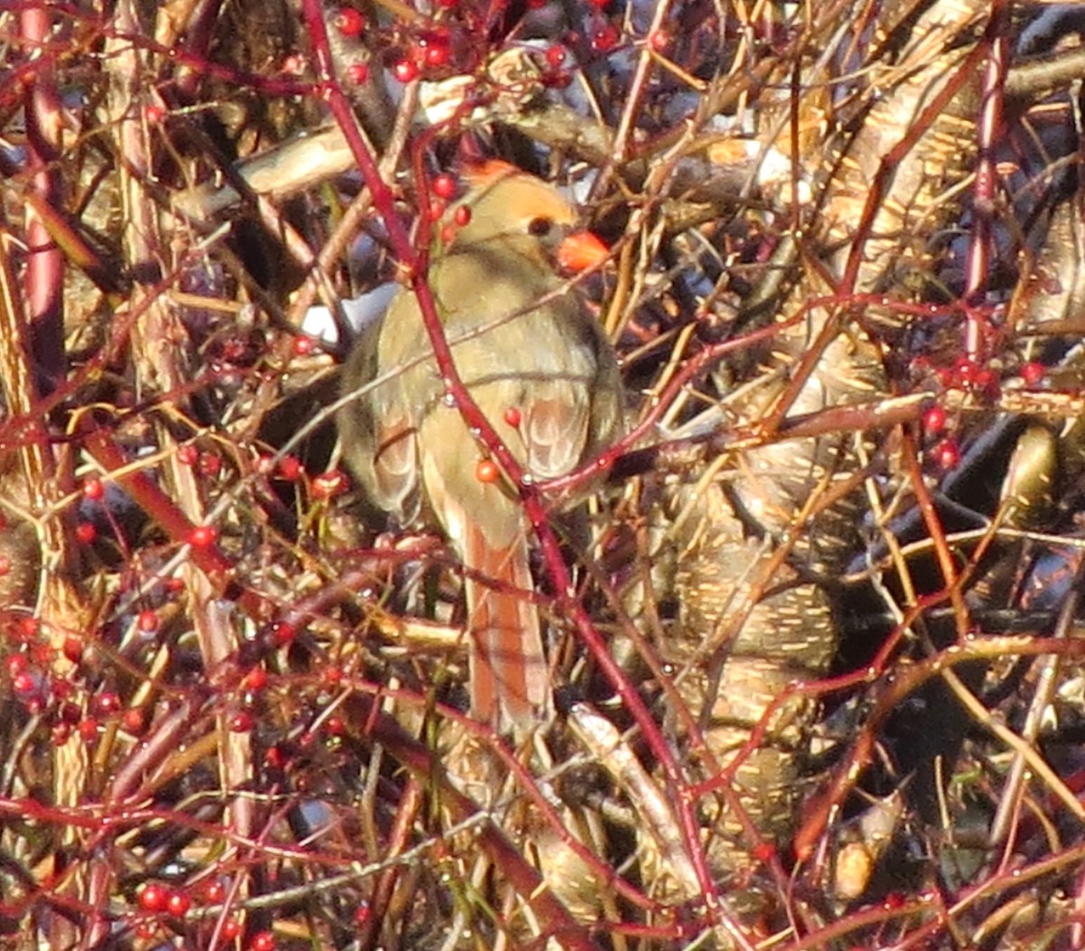 Northern Cardinal - ML647158488