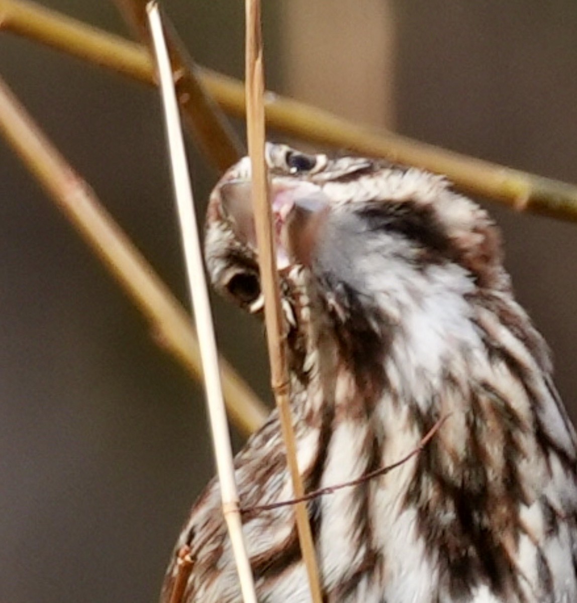 Chingolo Cantor - ML647158490