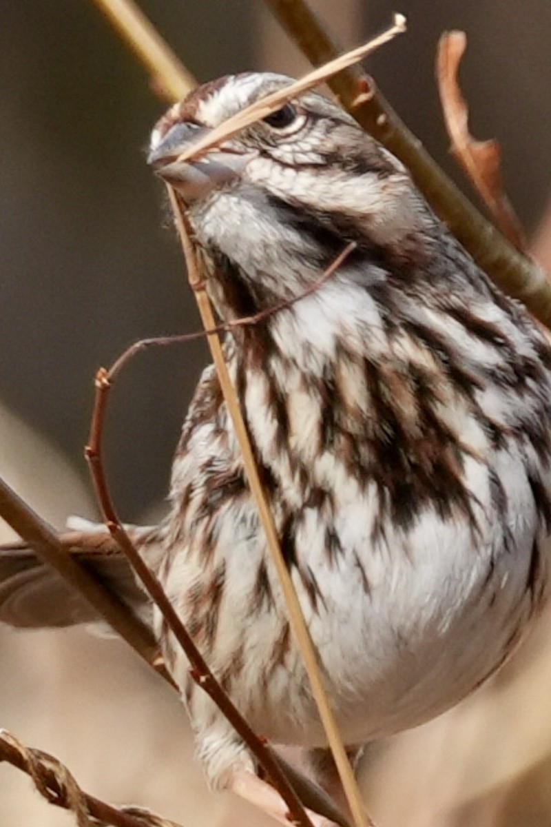 Chingolo Cantor - ML647158491