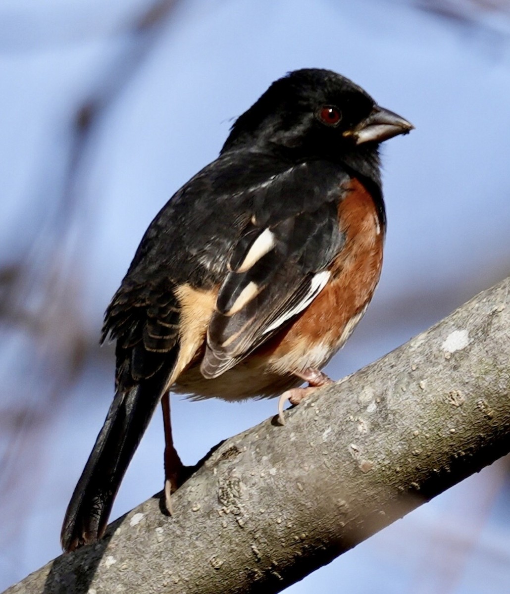 Toquí Flanquirrufo - ML647158496