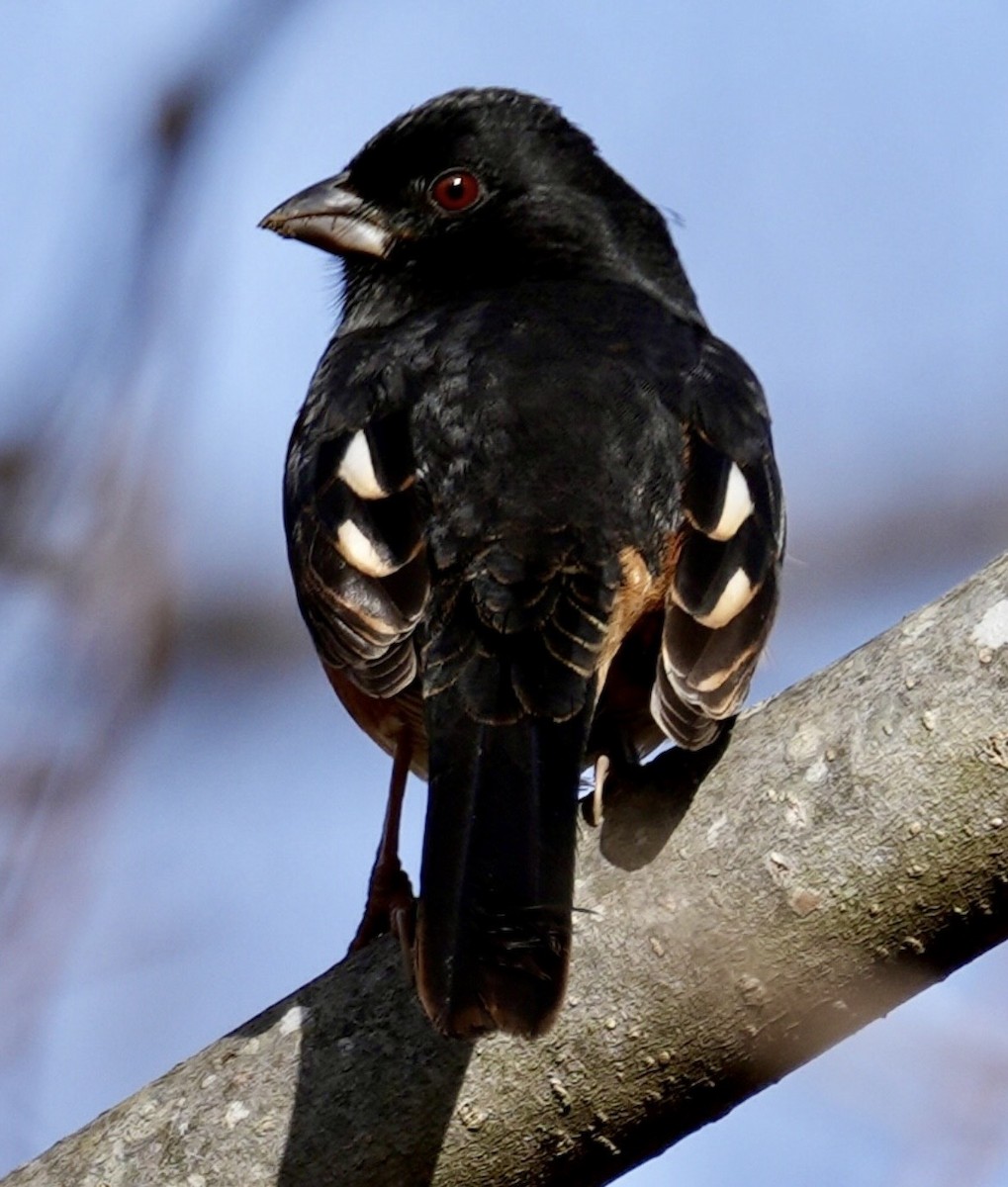 Toquí Flanquirrufo - ML647158497