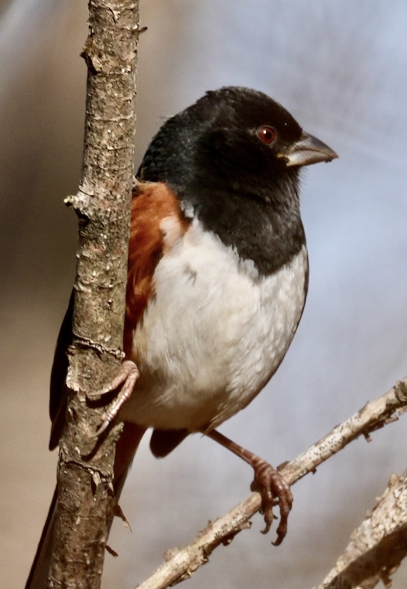 Toquí Flanquirrufo - ML647158498