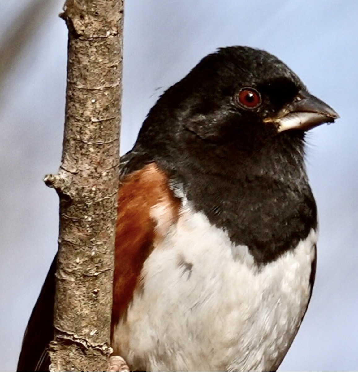 Toquí Flanquirrufo - ML647158499