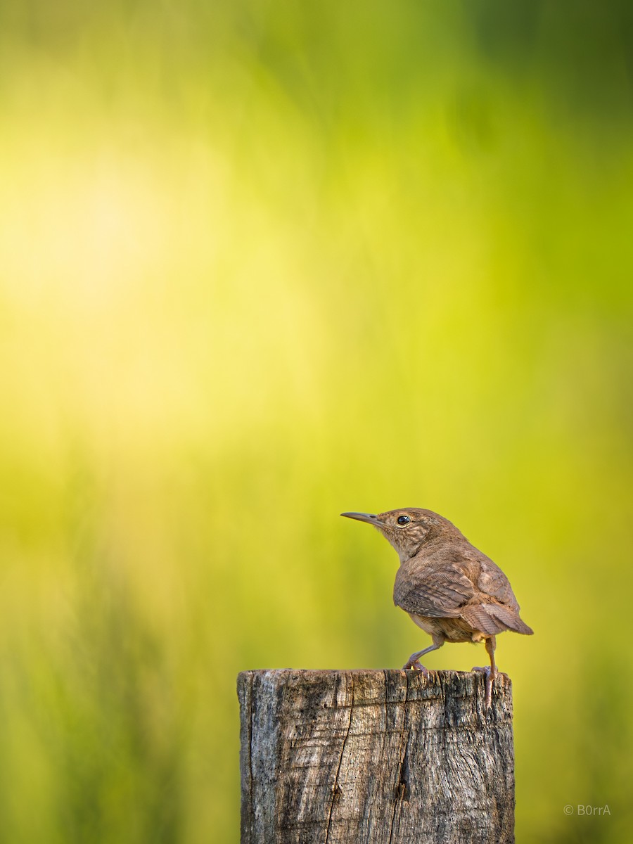 Southern House Wren - ML647158504