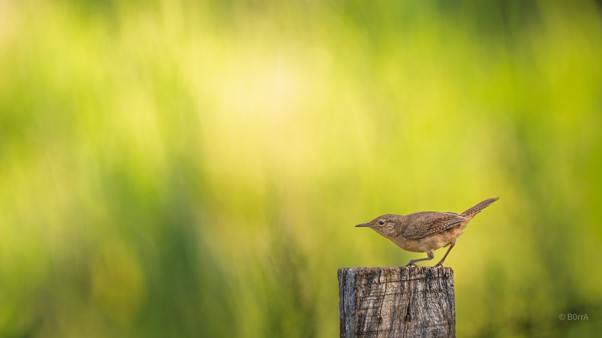 Southern House Wren - ML647158505