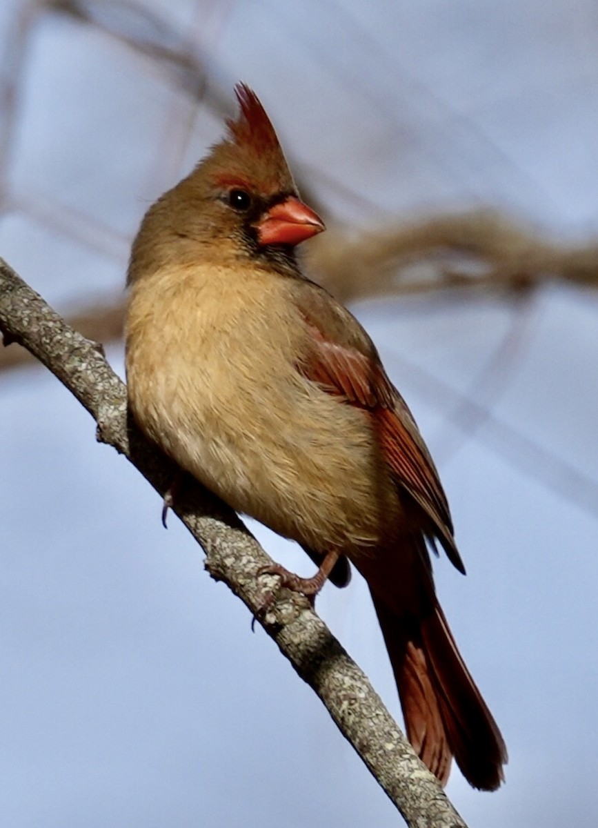 Northern Cardinal - ML647158508