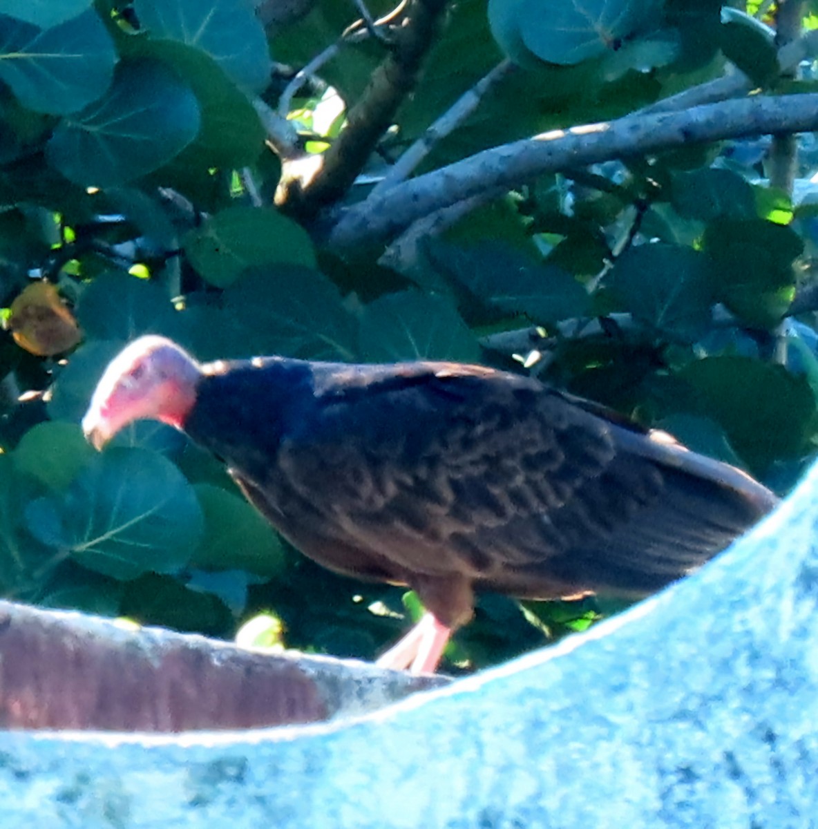 Urubu à tête rouge - ML647158515