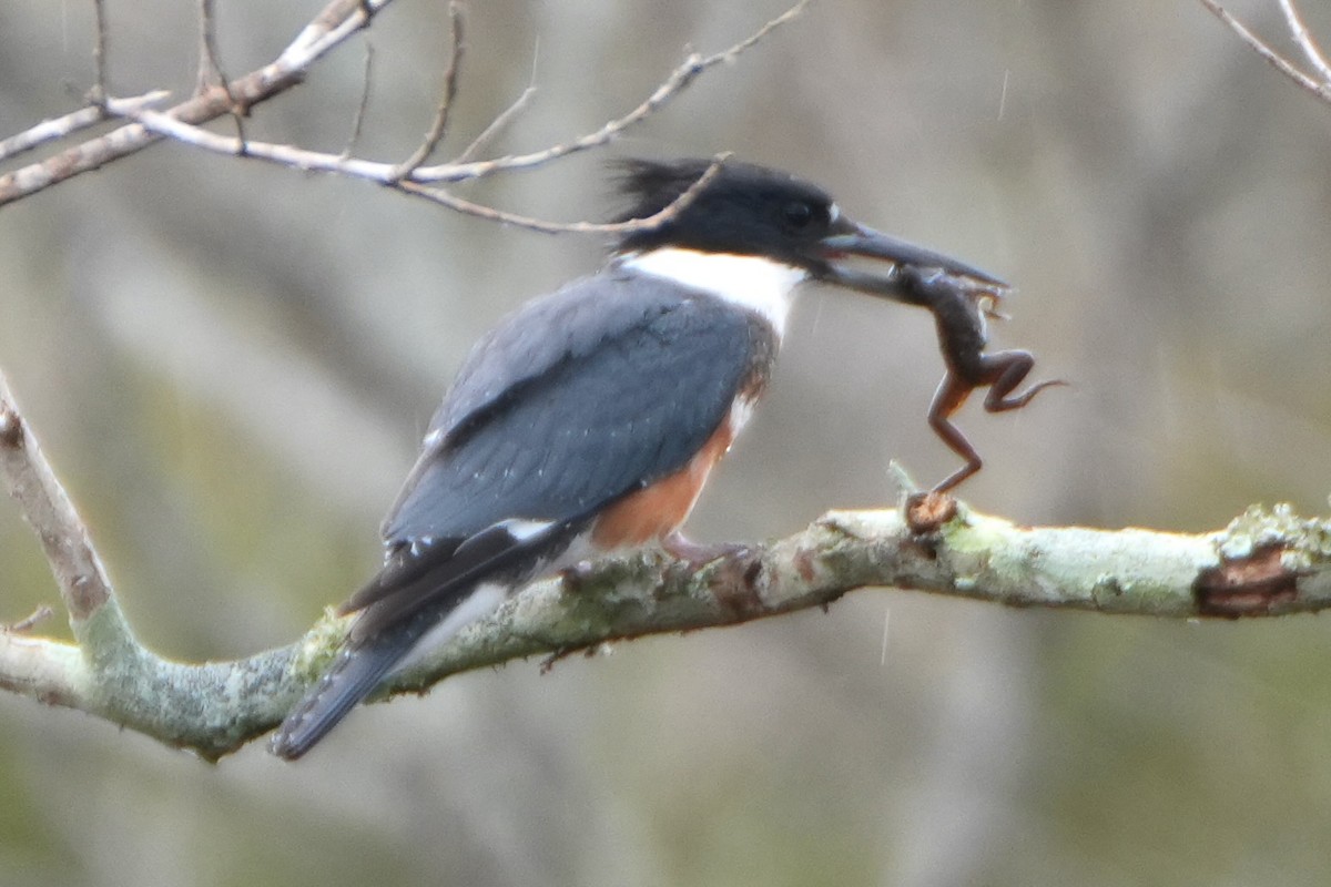 Belted Kingfisher - ML647158517
