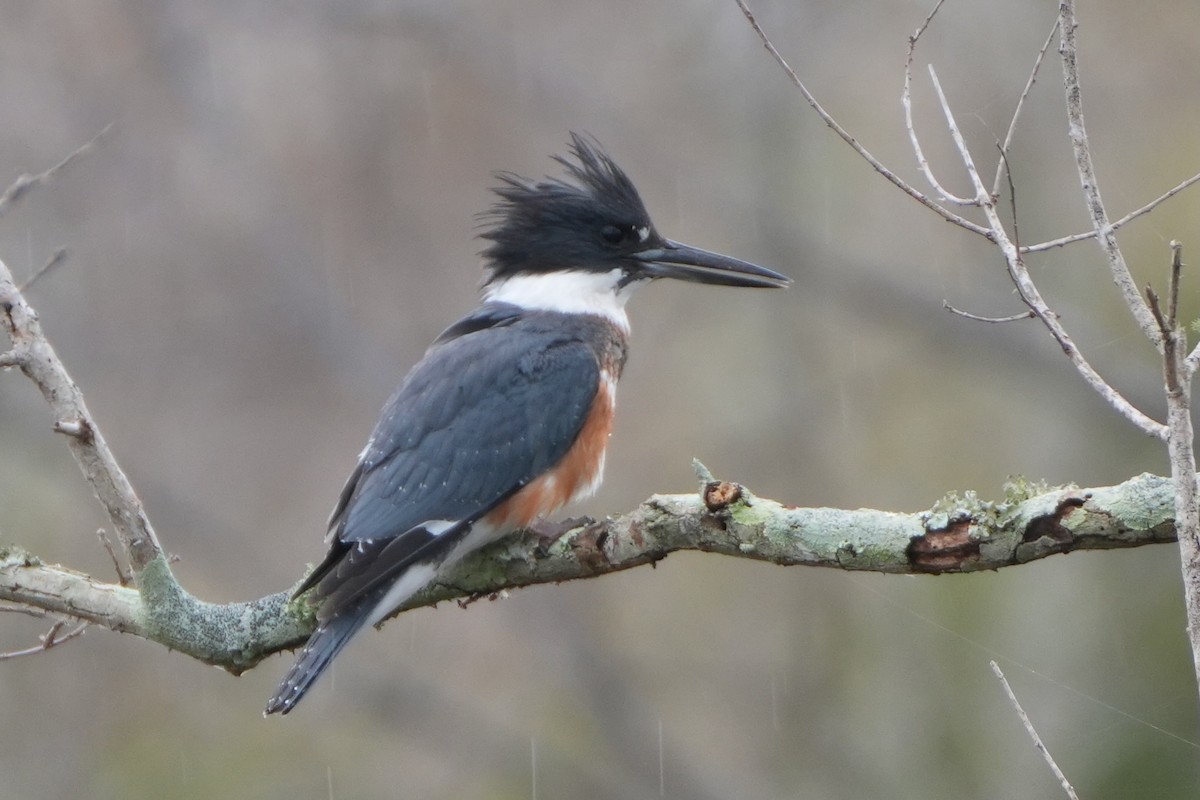 Belted Kingfisher - ML647158518