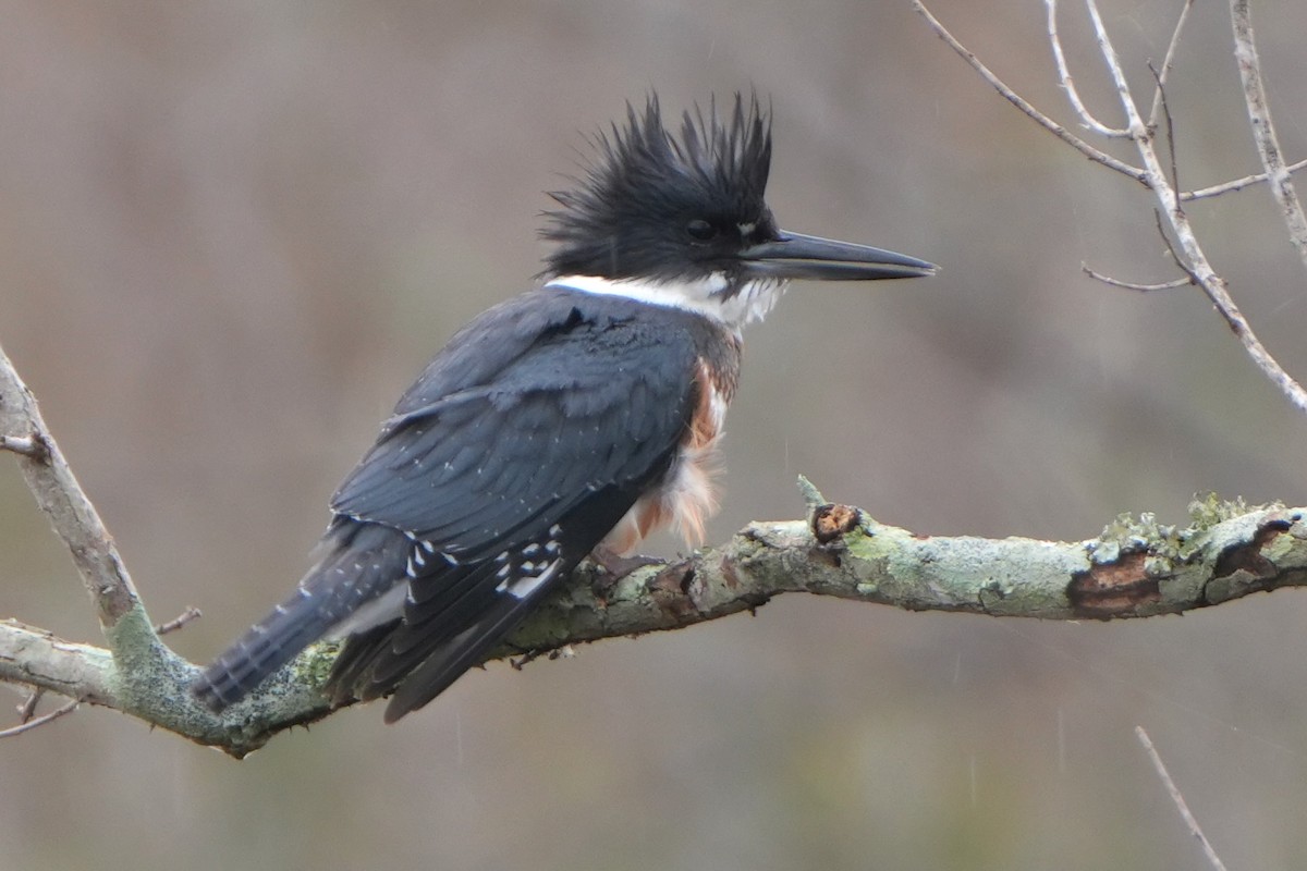 Belted Kingfisher - ML647158519