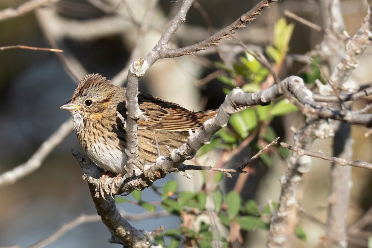 Lincoln's Sparrow - ML647158529