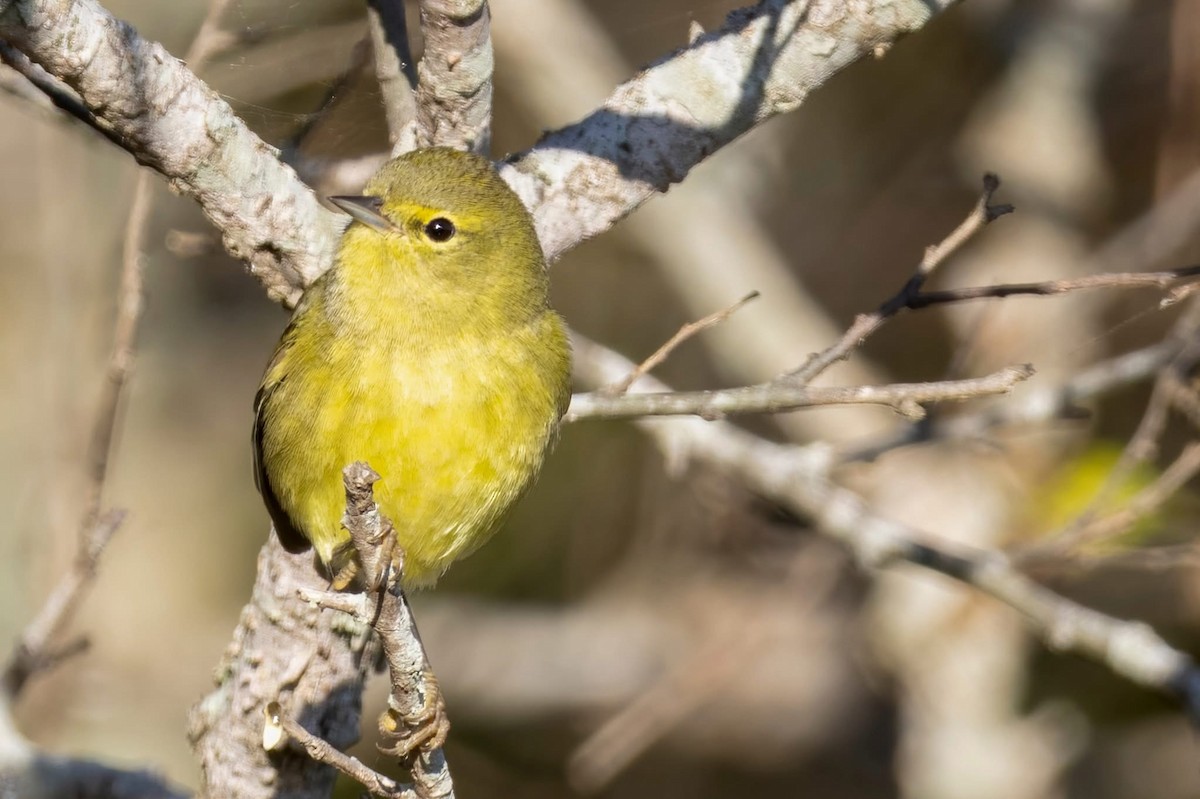 Orange-crowned Warbler - ML647158548