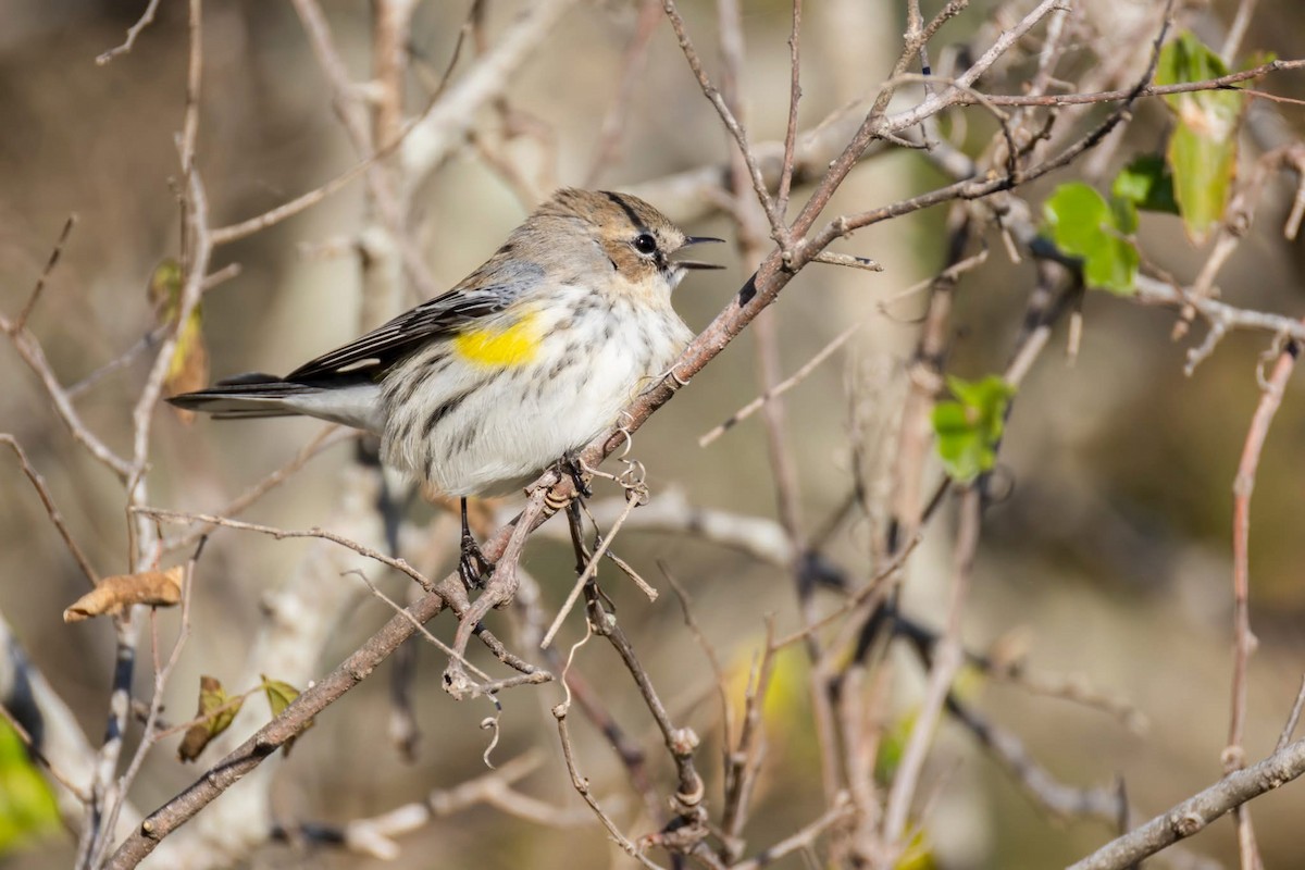 Yellow-rumped Warbler - ML647158554