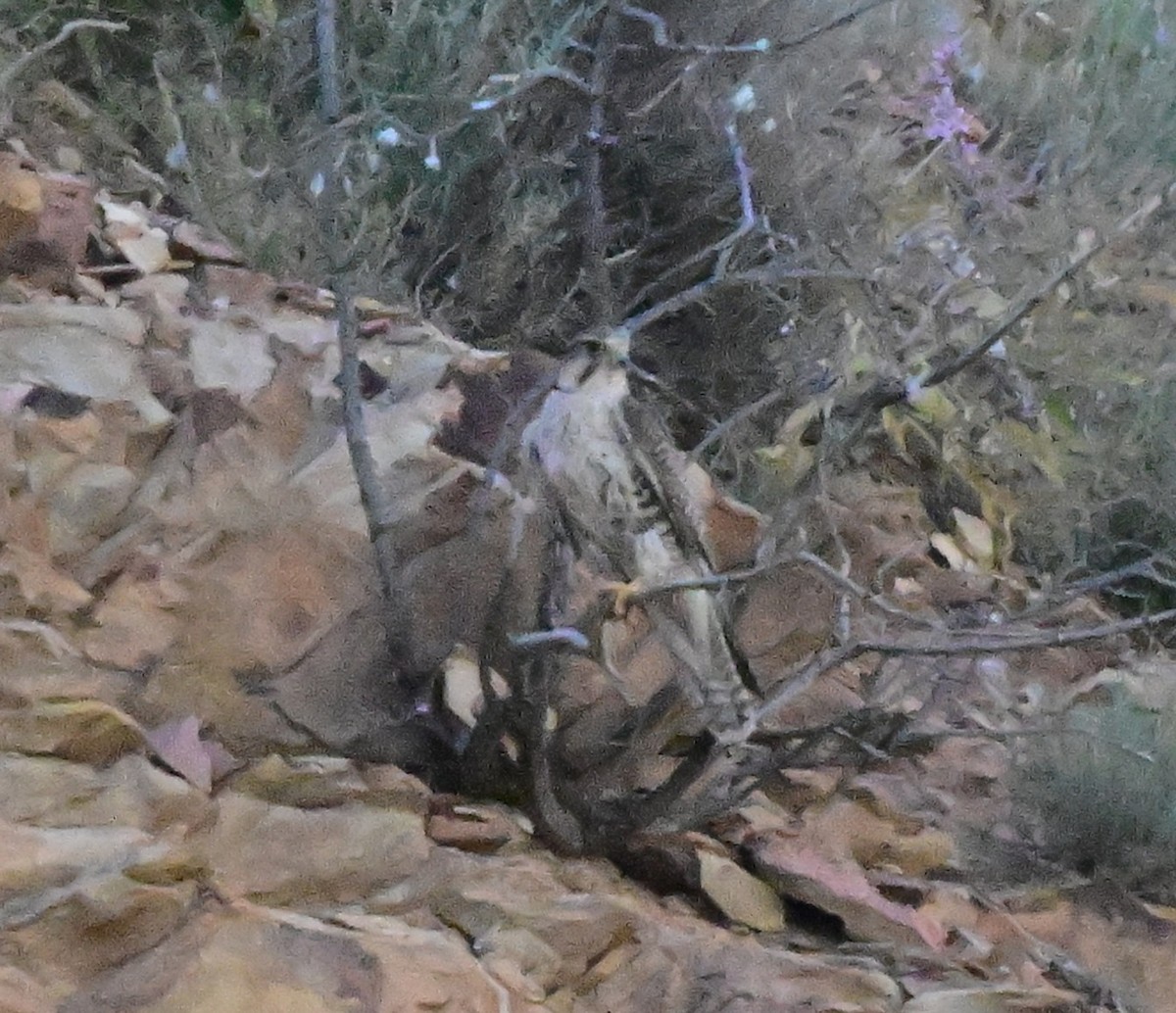 Saker Falcon - ML647158557