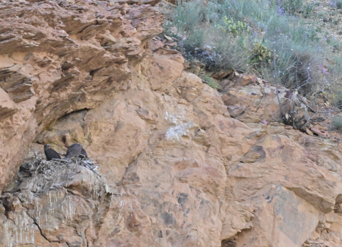 Saker Falcon - ML647158561