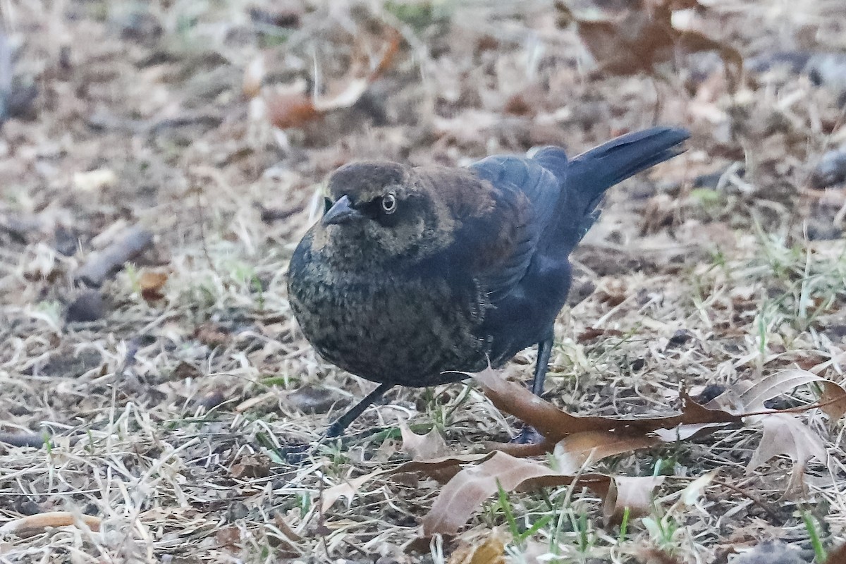 Rusty Blackbird - ML647158565