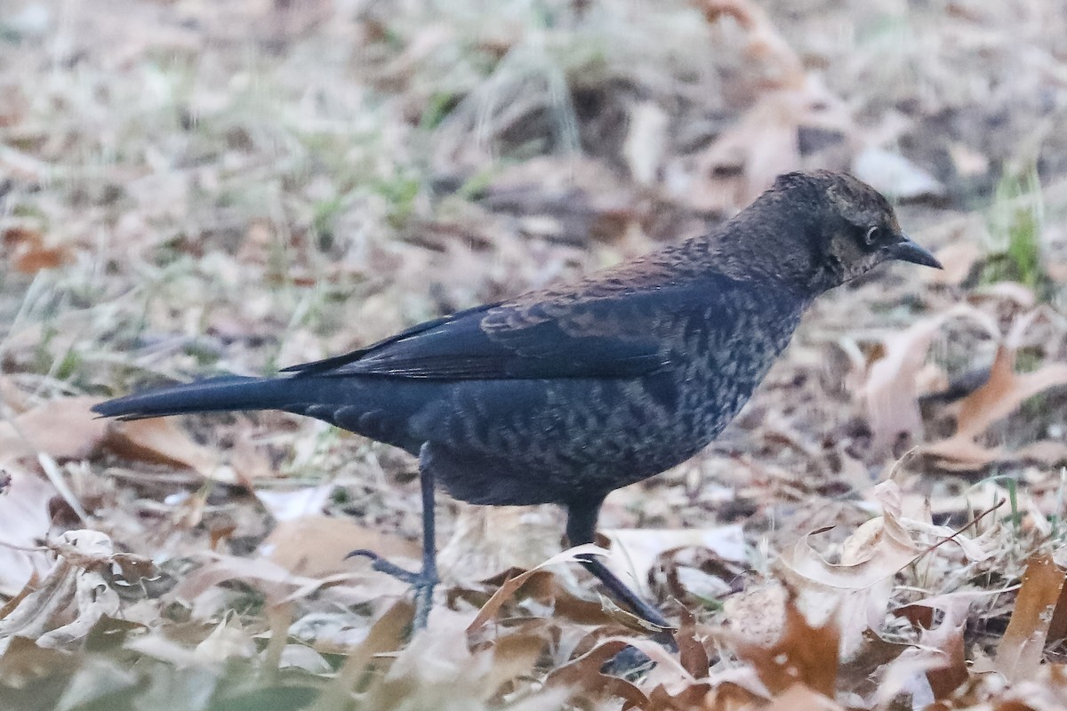 Rusty Blackbird - ML647158566