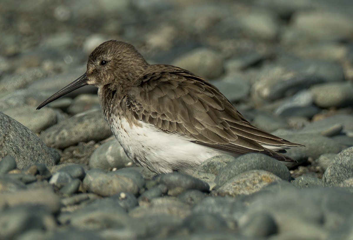 jespák obecný - ML647158569