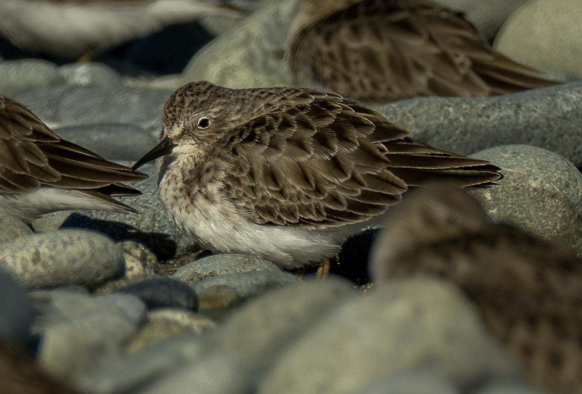 jespák drobný - ML647158573