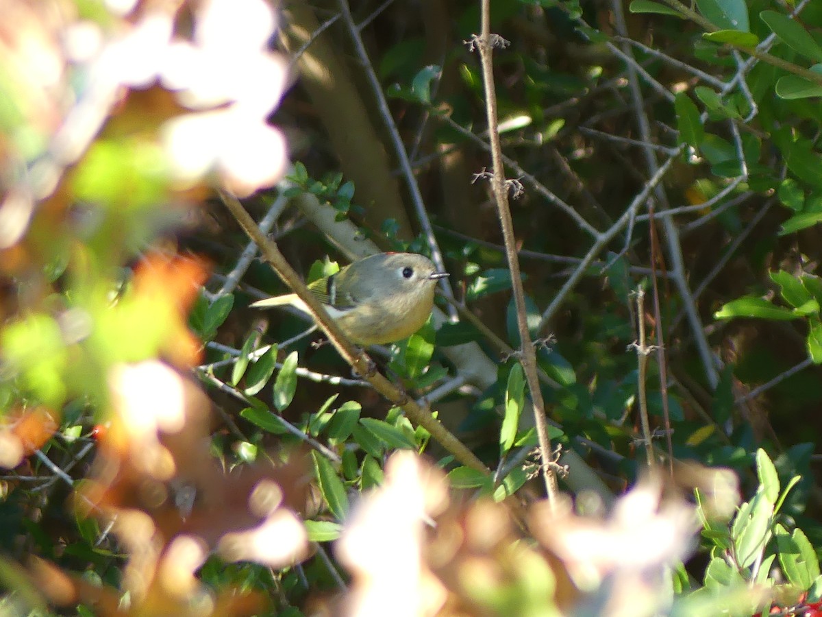 rubinfuglekonge - ML647158574