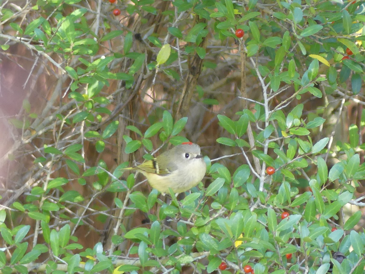 rubinfuglekonge - ML647158575