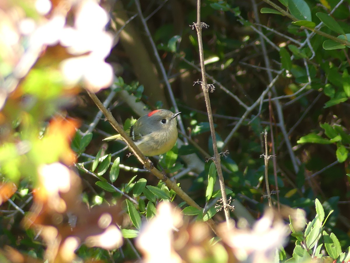 rubinfuglekonge - ML647158576