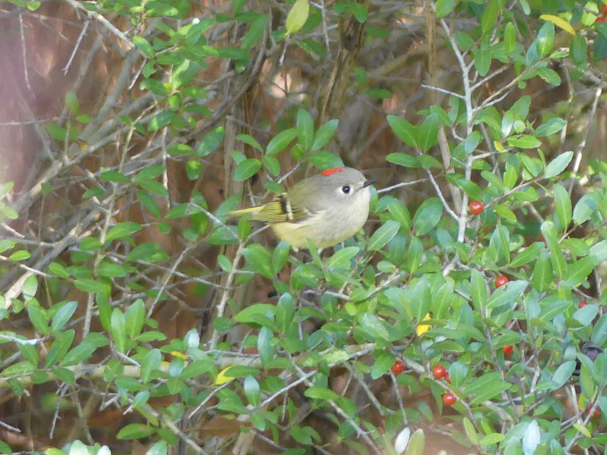 rubinfuglekonge - ML647158577