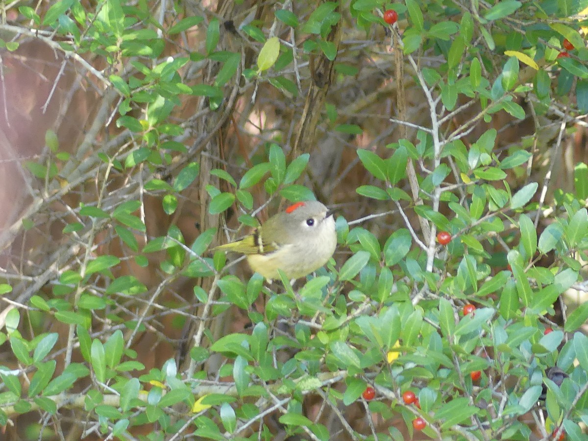 rubinfuglekonge - ML647158578