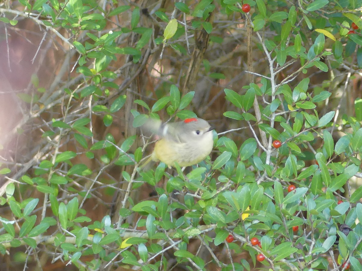 rubinfuglekonge - ML647158579