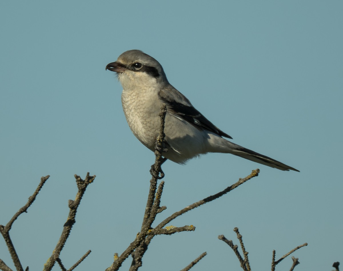 חנקן צפוני - ML647158585